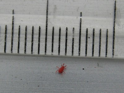 この時期 赤い小さな虫が大量発生 風の方向次第
